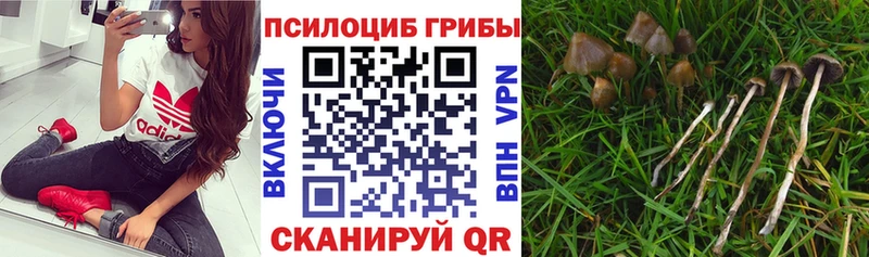 Купить  Калтан  Галлюциногенные грибы мицелий 